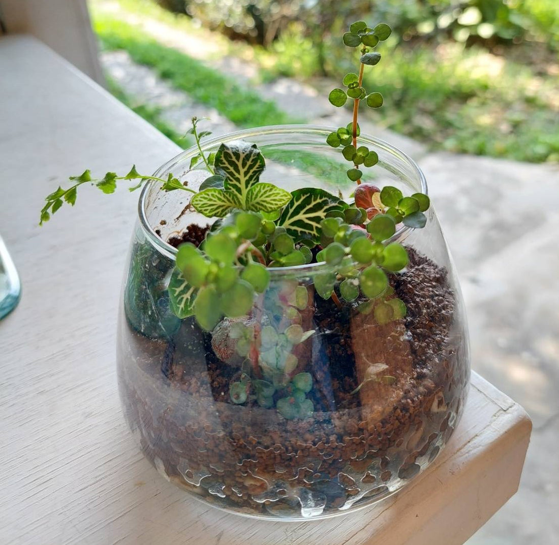 有機植栽